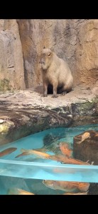 Screenshot_20250905_093247_Gallery